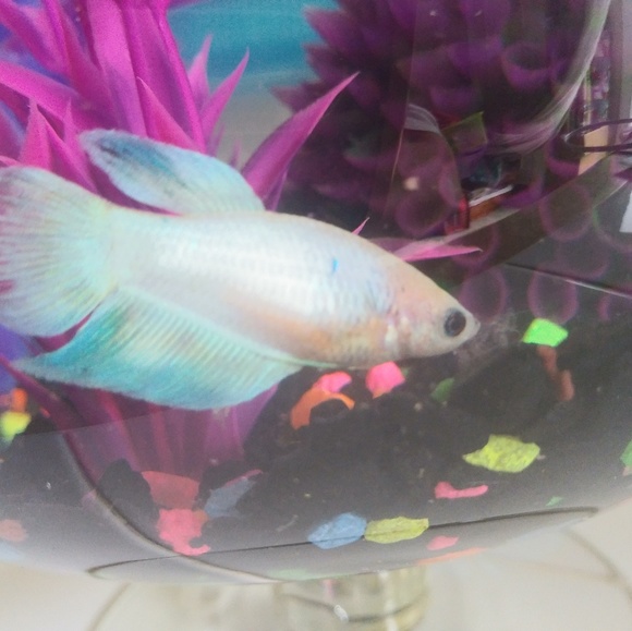 Meet your Posher, Cyndee - Picture 1 of 1